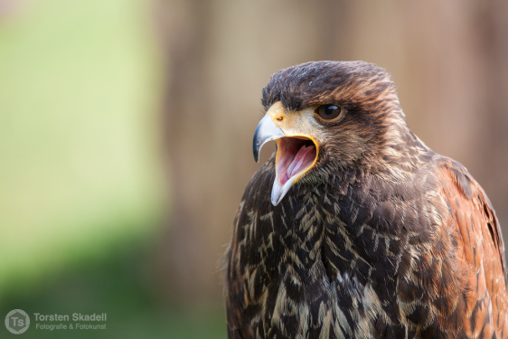 Mäusebussard in der Falknerei Hanau "Alte Fasanerie"
